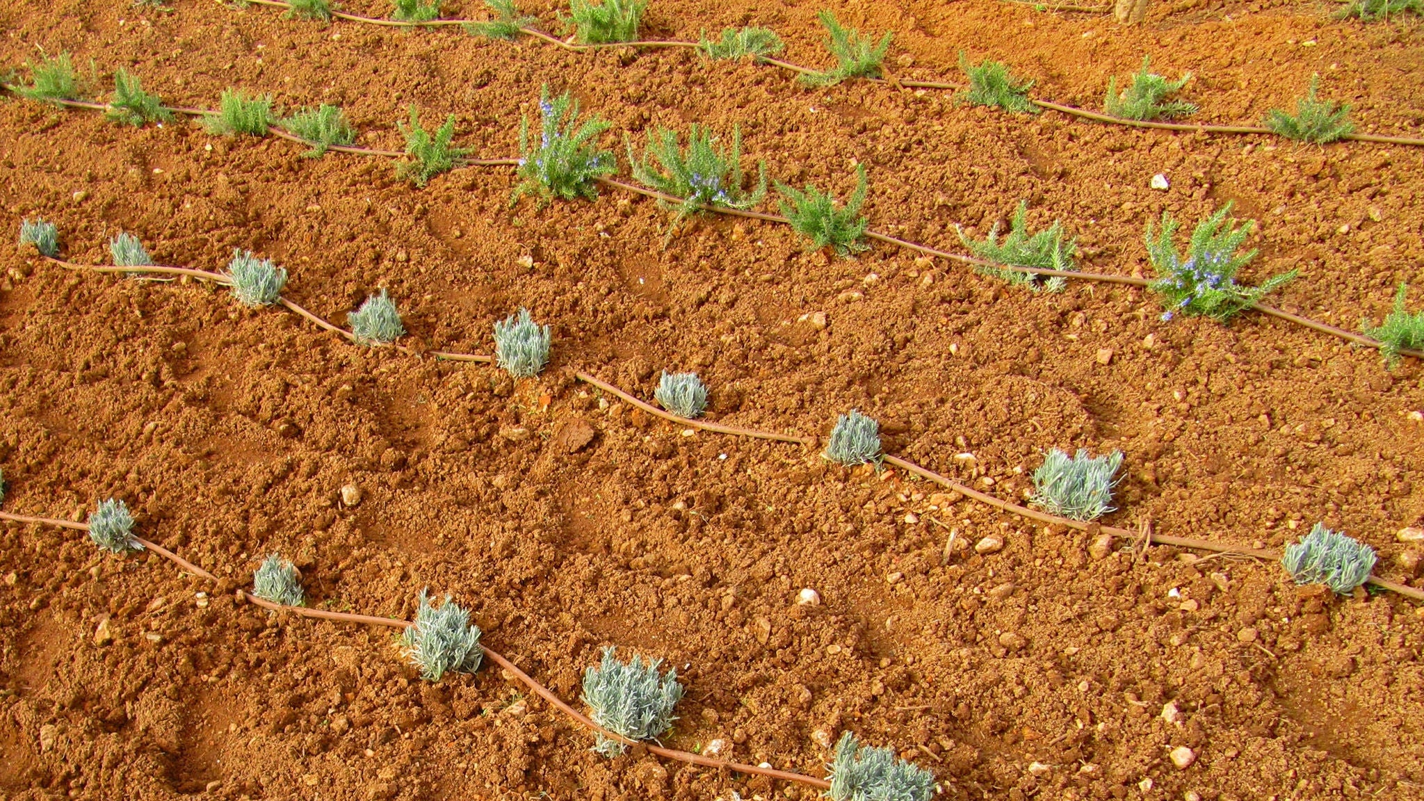 Drip irrigation using dripline